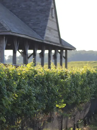 Open-air tasting pavilion beside the vines at Pindar Vineyards